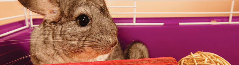 baby chinchillas for sale at petco