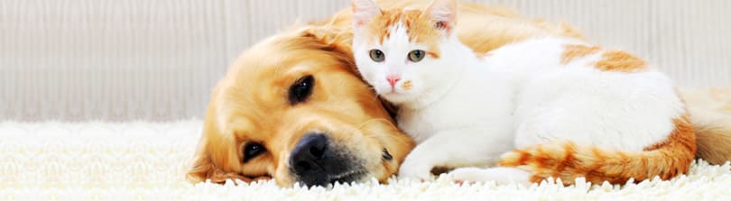 Like Cats and Dogs? Teach Your Dog and Cat to Live in Harmony – American  Kennel Club