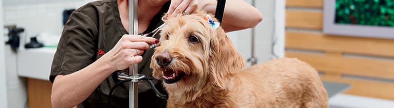 dog nail trimming places