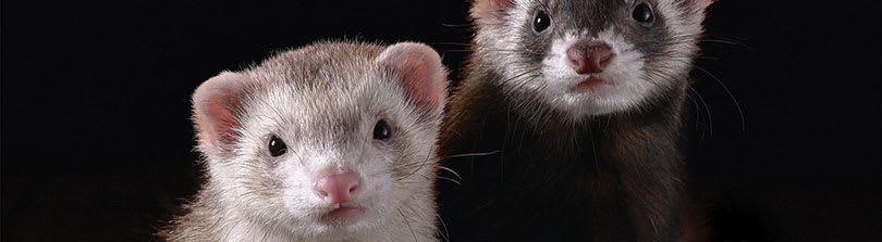 Ferret (Mustela putorius furo)