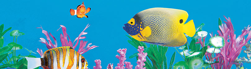 How to Take Care of Freshwater Aquatic Life: Tips for New Fish Parents |  Petco