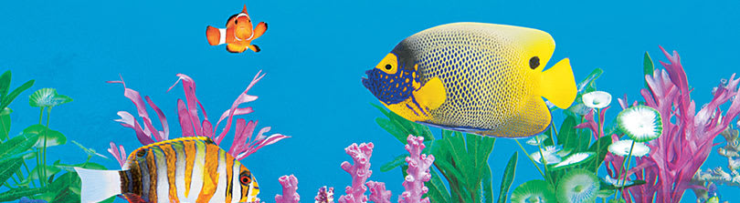 pet world fish tanks