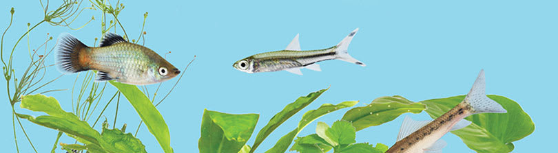 Types of fish food freshwater clearance aquariums