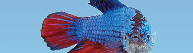 types of betta fish petco