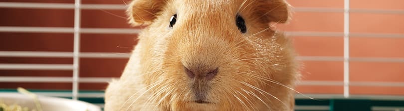 Guinea Pig Care: Diet and Feeding Tips