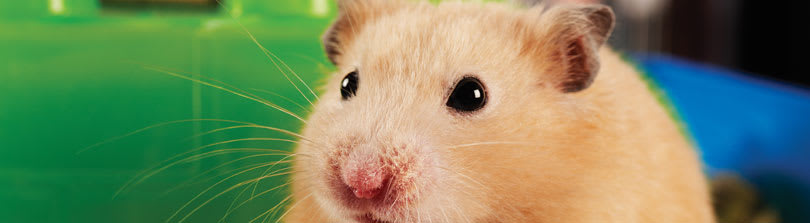 Golden Hamster Information and Tips for Caring for One