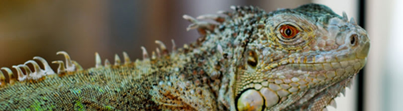 Iguana Care 101: Signs of a Healthy Iguana