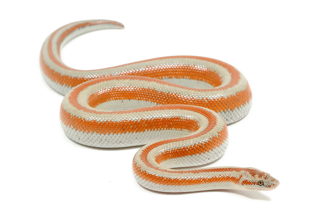 Rosy Boa Care Sheet