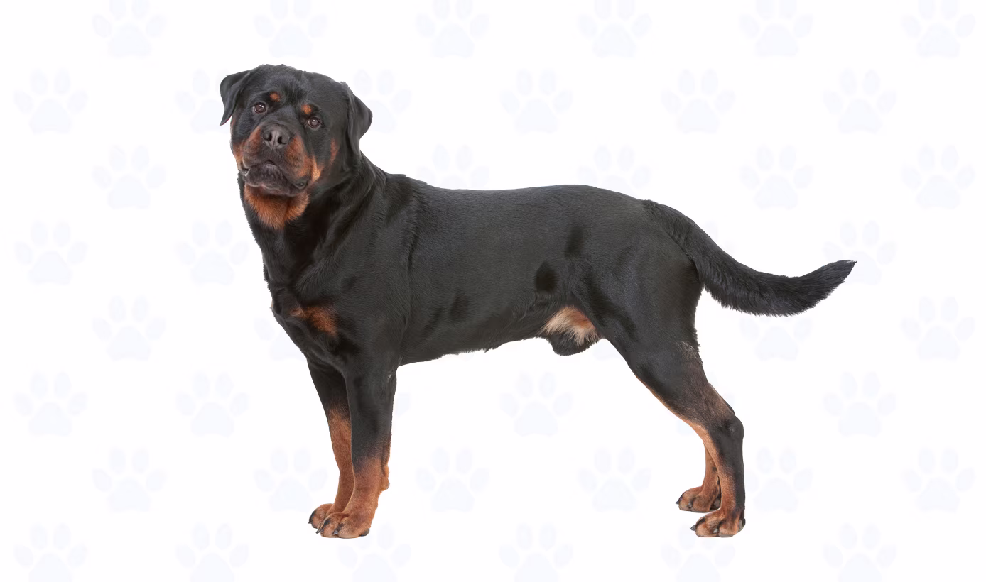 Black and Rust coat example