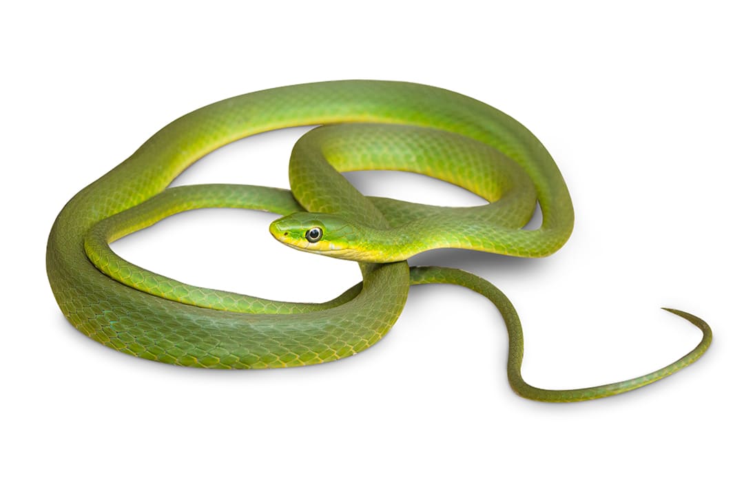 Rough Green Snake