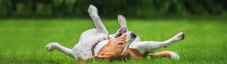 dog rolling in grass