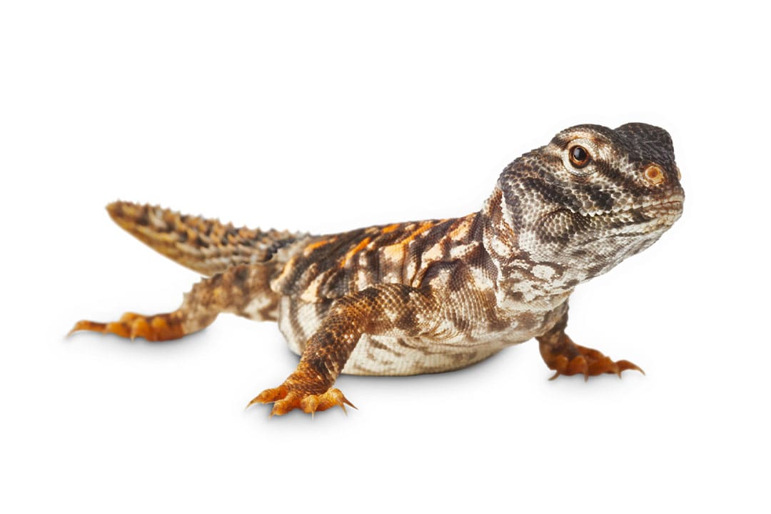 Saharan Uromastyx