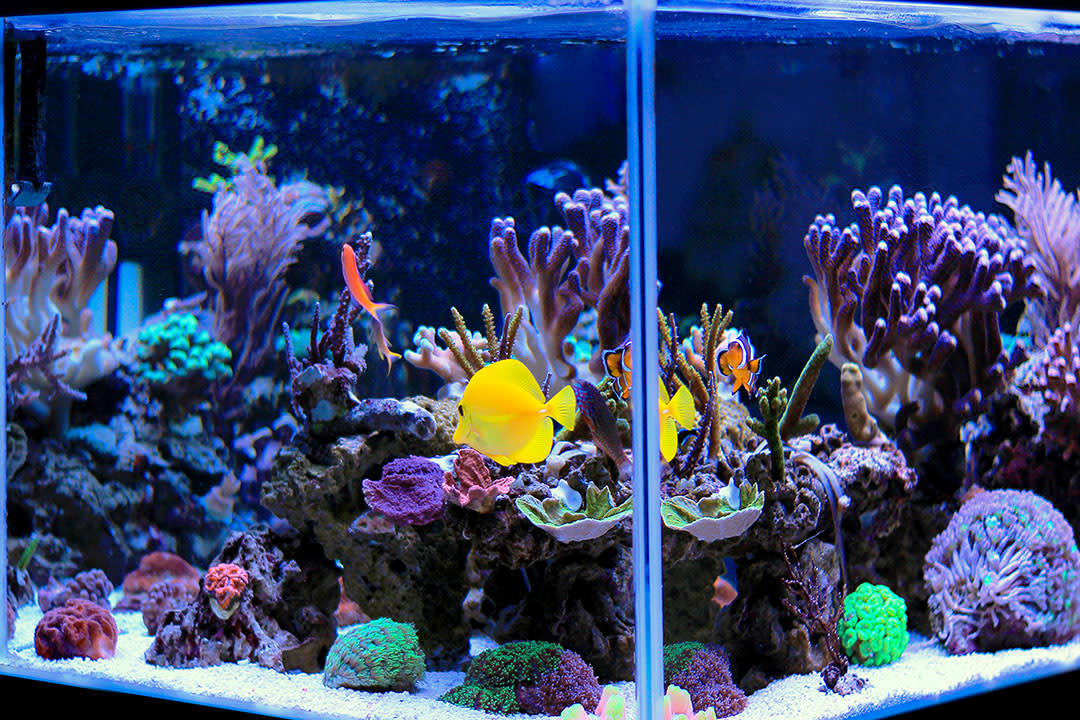 Gangster vervagen functie Setting Up a Saltwater Aquarium | Petco | Starting A Saltwater Tank, Saltwater  Fish Tank Setup, What Do You Need For A Saltwater Tank