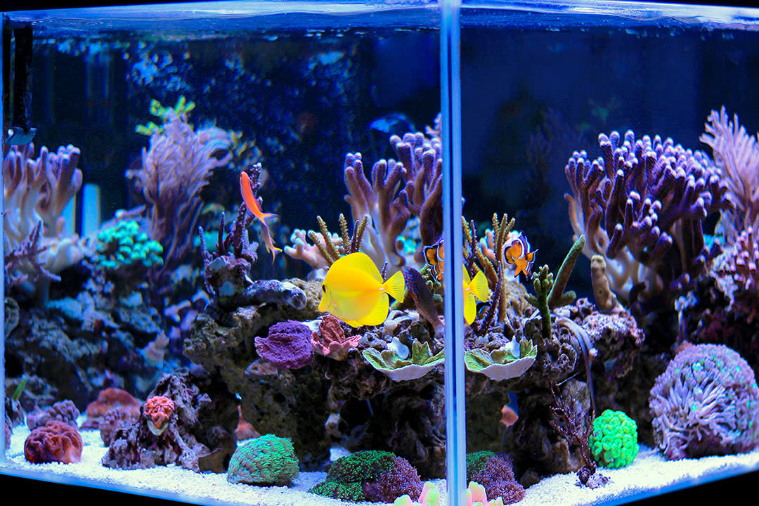 Saltwater aquarium shop fish near me