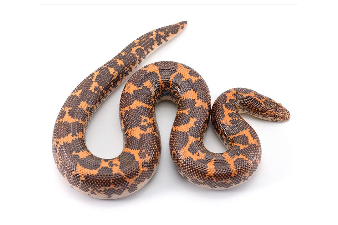 Black and White Kenyan Sand Boa for Sale