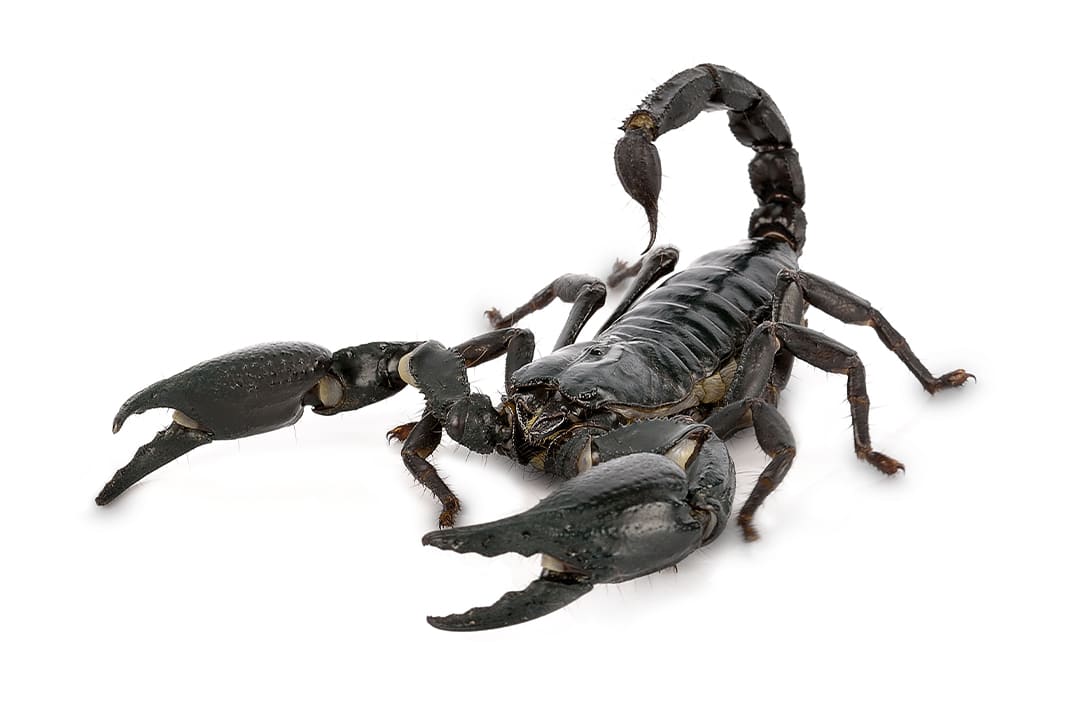 Scorpion Care Sheet Care Sheet: Food, Habitat & Health | Petco