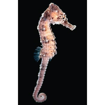 Seahorse And Pipefish Care Sheet Petco
