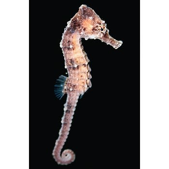 taking care of seahorses