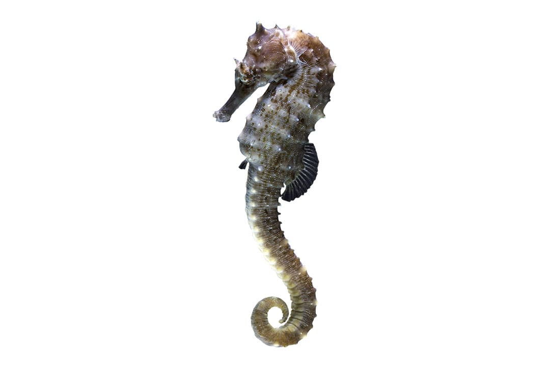 seahorse pipefish care sheet