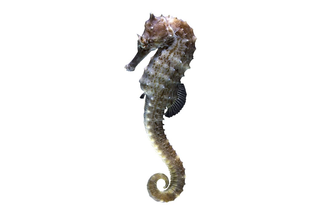 Mini sales seahorse aquarium