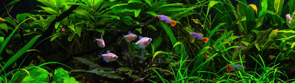 Petco best sale aquarium plants