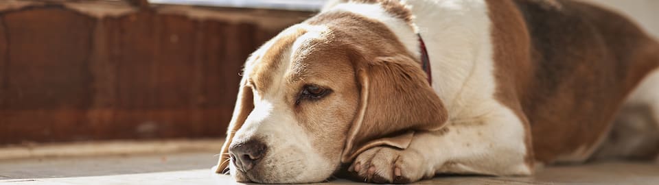 Signs and Treatment for Arthritis in Dogs