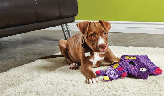 Petco Dog Training & Puppy Training Classes Spartanburg, SC