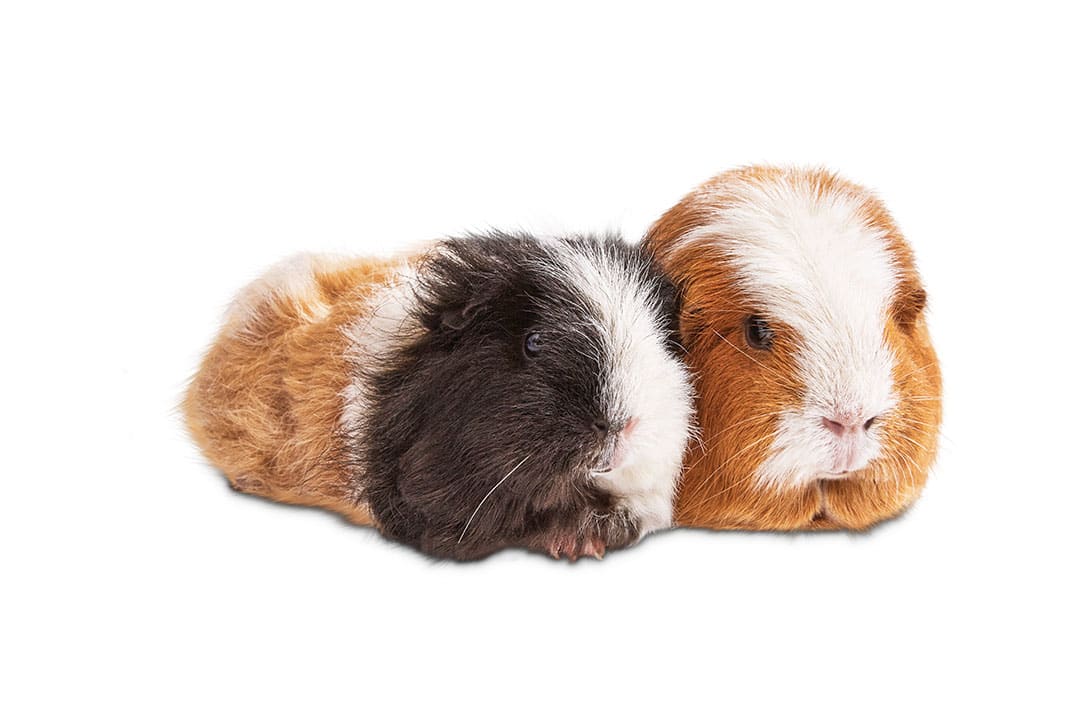 Petco and Petsmart Sell SICK Guinea Pig Babies!! 