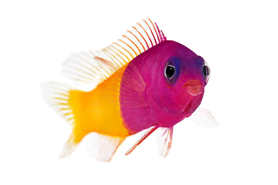 Petco 2025 marine fish