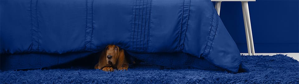 Tips for Dogs Scared of Fireworks