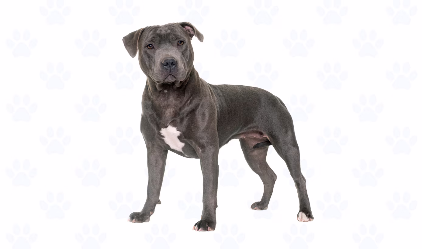 Variety of colors coat example