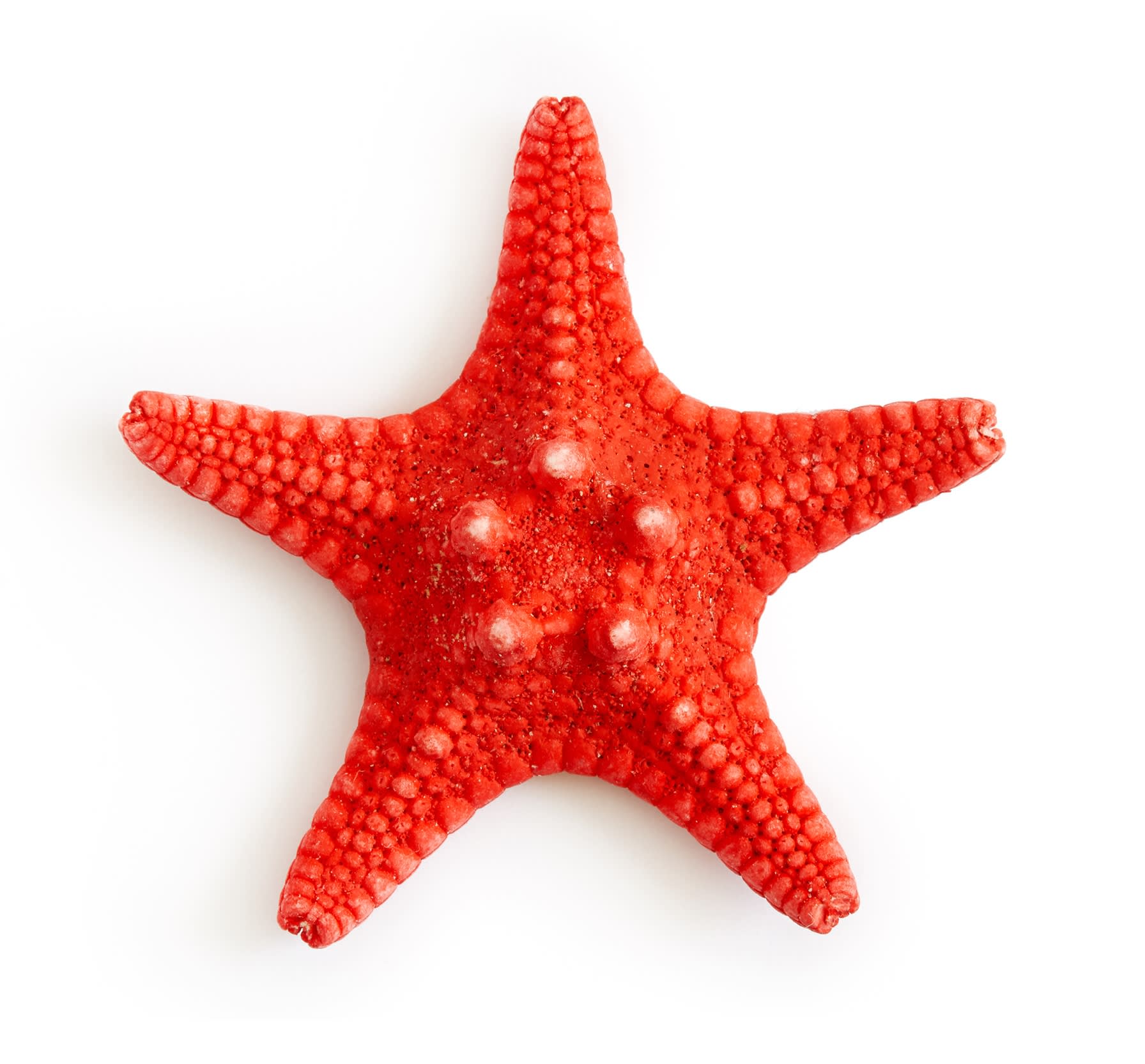 Black Brittle Sea Star (Ophiocoma echinata)