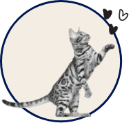 A cat on their hind legs with one paw reaching for three floating hearts.