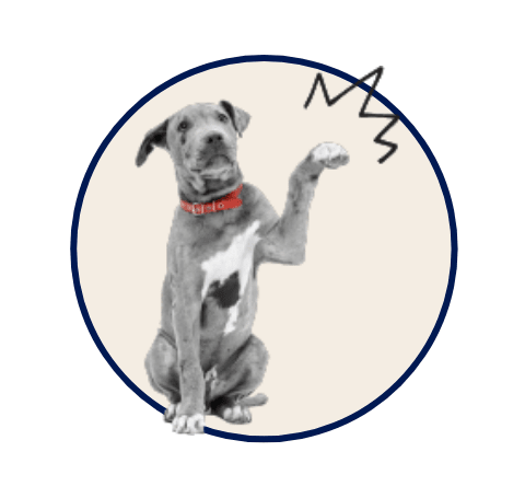 A dog with a red collar sitting with one paw raised in the air.