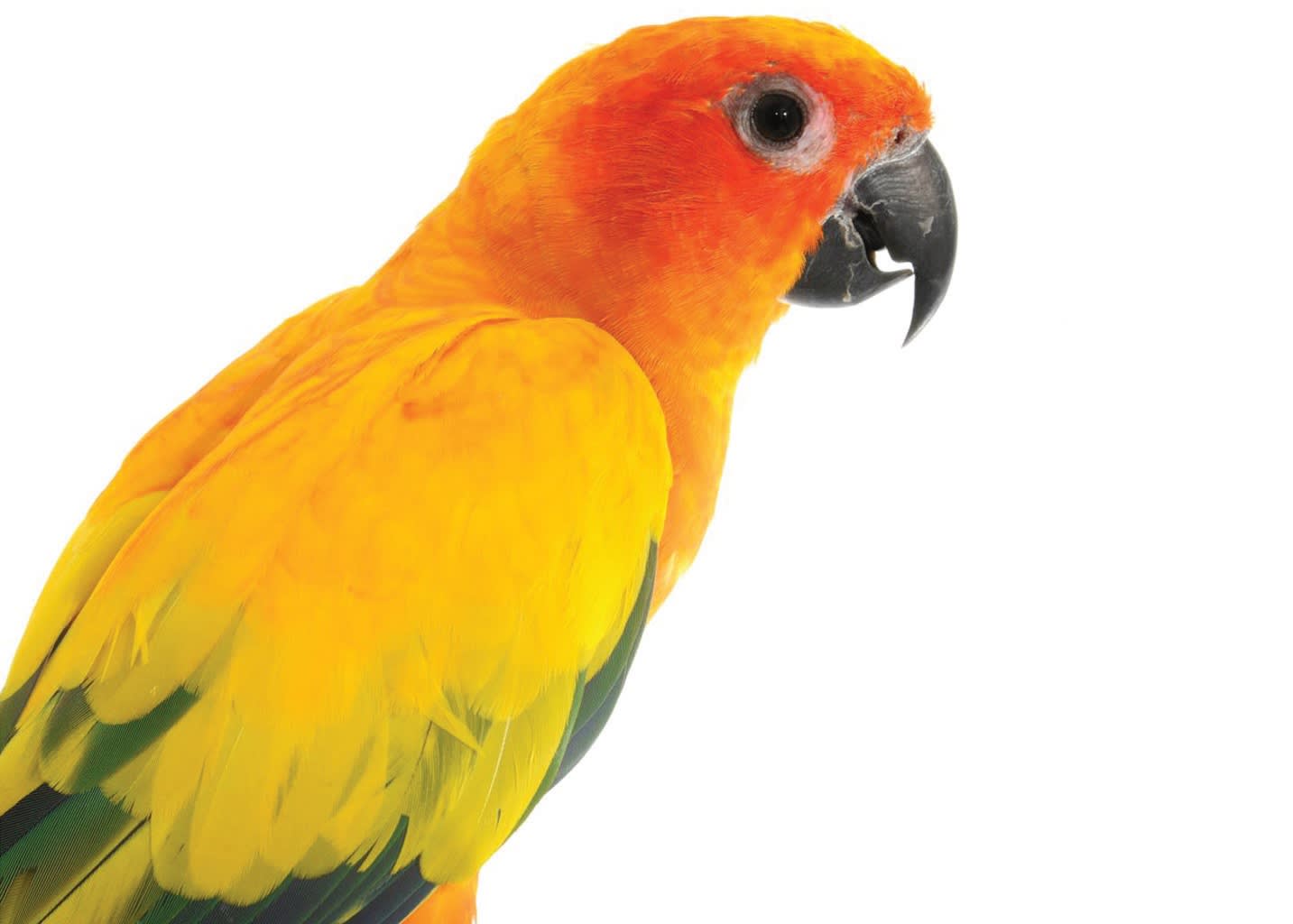 Sun Conure Care Sheet Diet Lifespan Habitat Petco