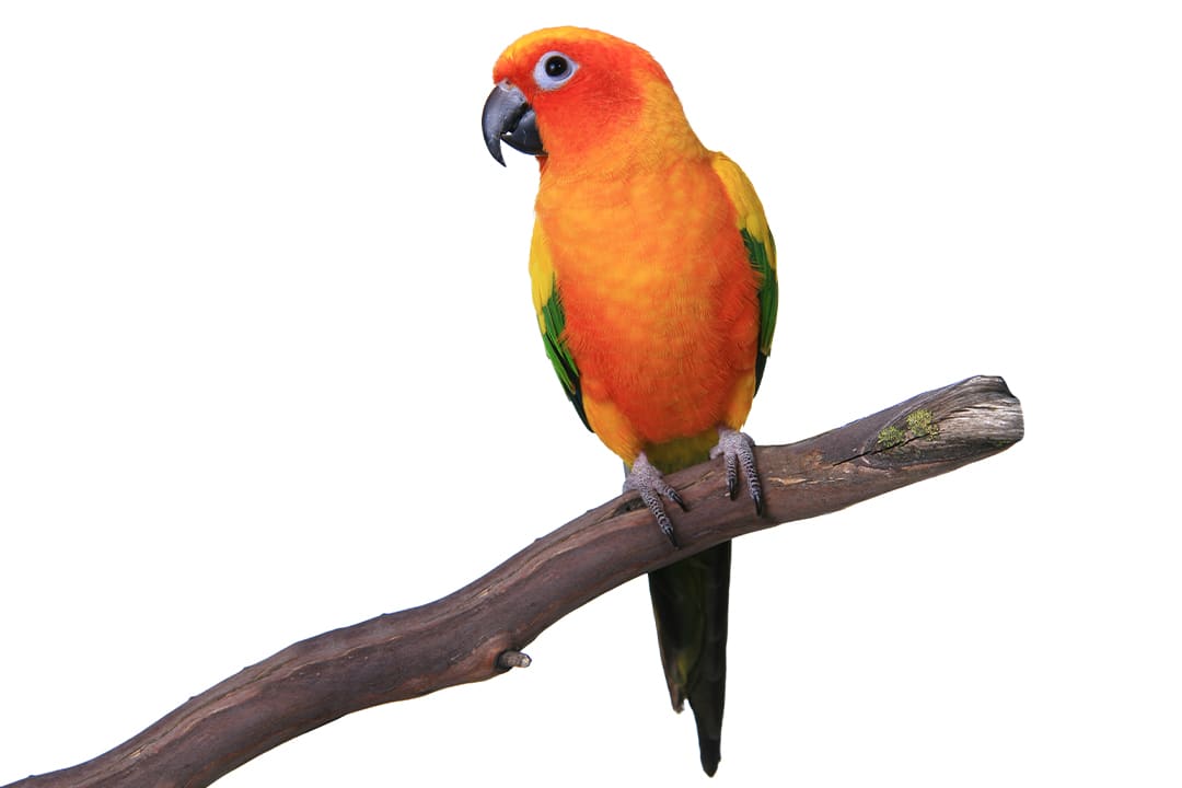 Petco parrots clearance