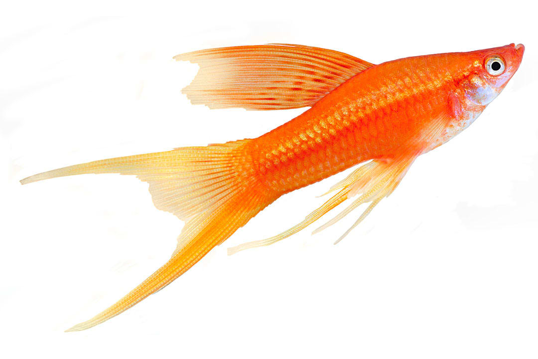 Swordtail food sales