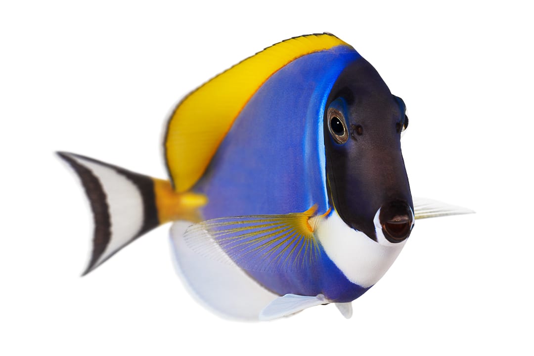 Indian Pea Pufferfish
