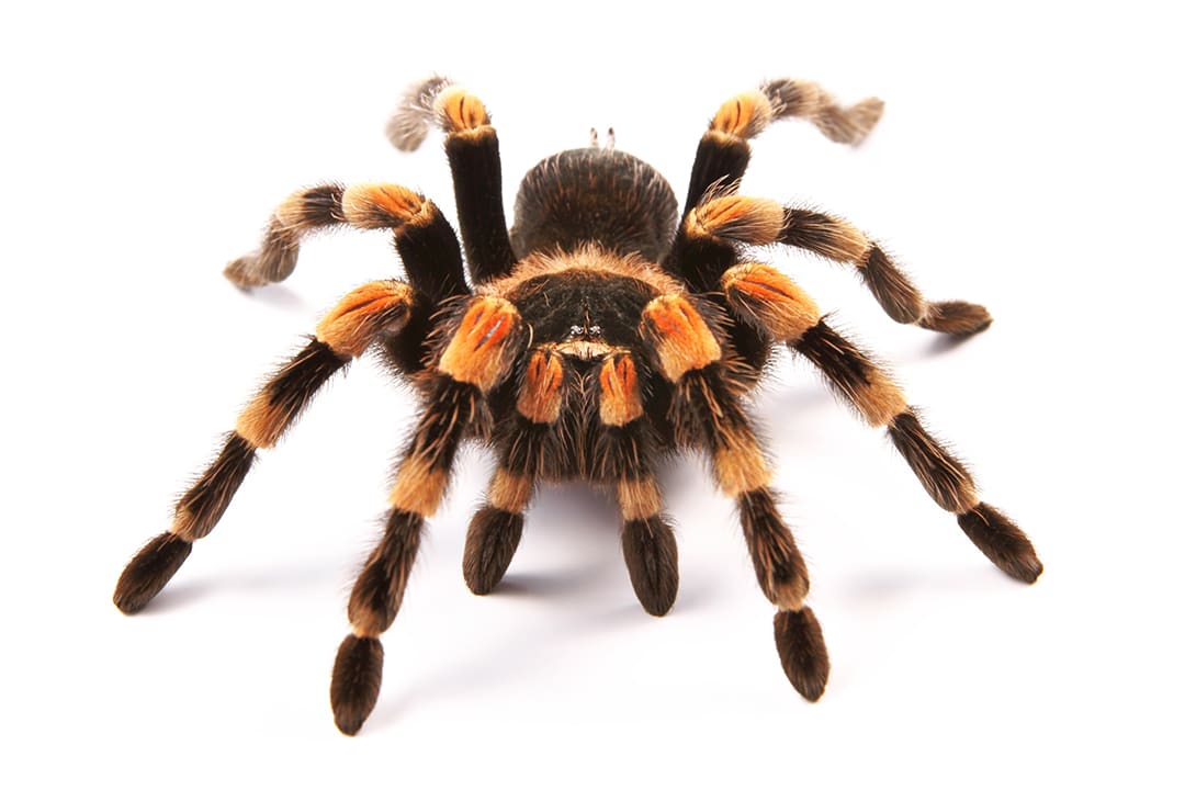 Tarantula Care Sheet: Food, Habitat & Health | Petco