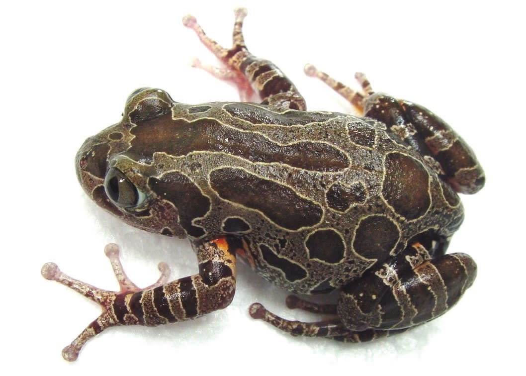 Large Terrestrial Frogs Care Sheet Petco