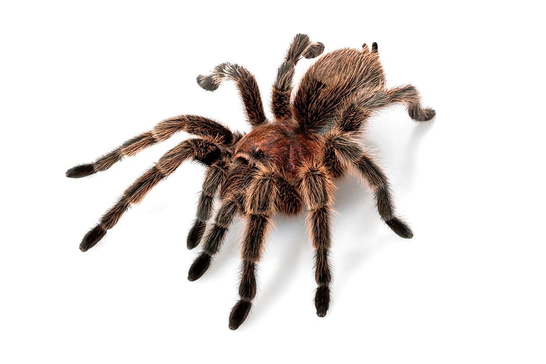 Tarrantula