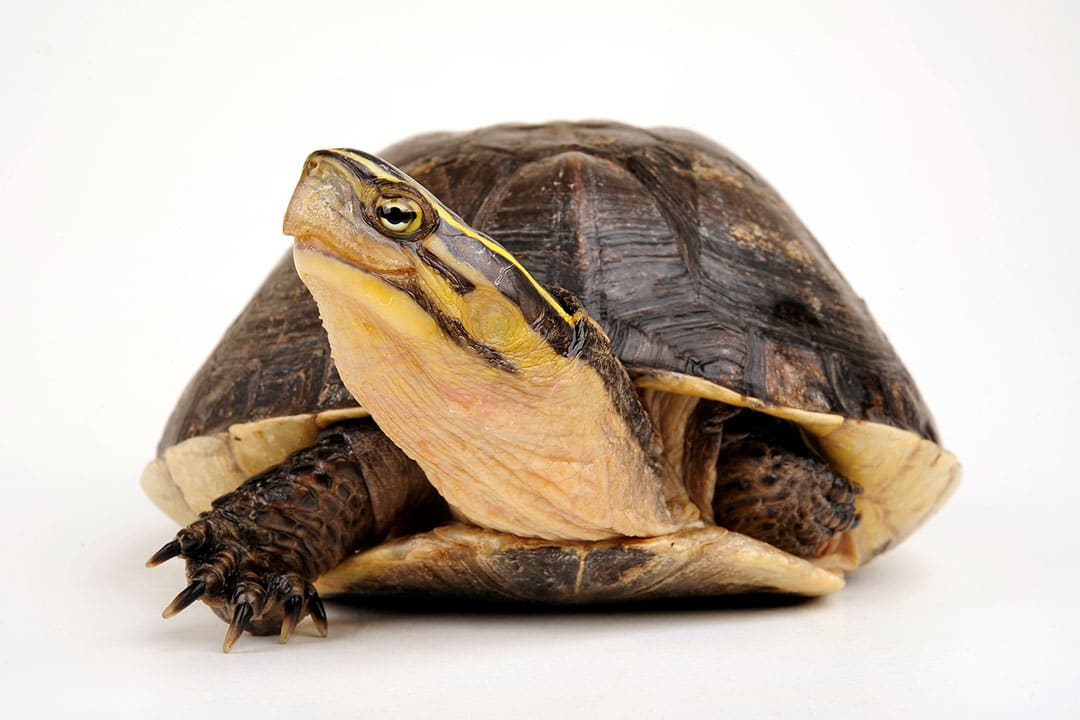Hermann's Tortoise (Testudo hermanni)