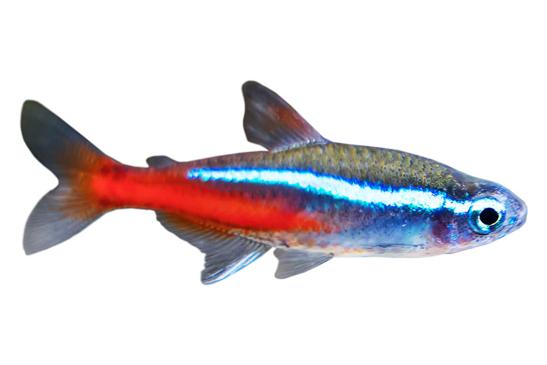 Neon tetra fish store care