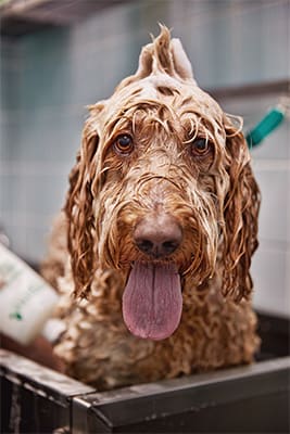 petco dog wash near me