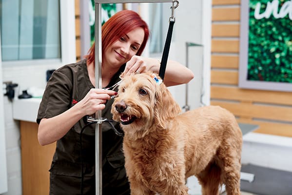 petco dog grooming