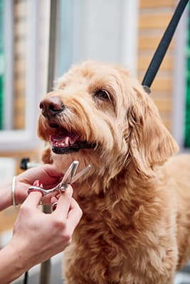 petco dog grooming near me