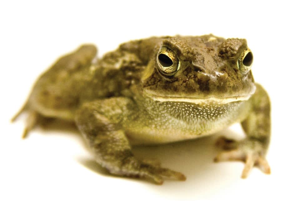 Miniature frogs that have lost the ability to leap straight