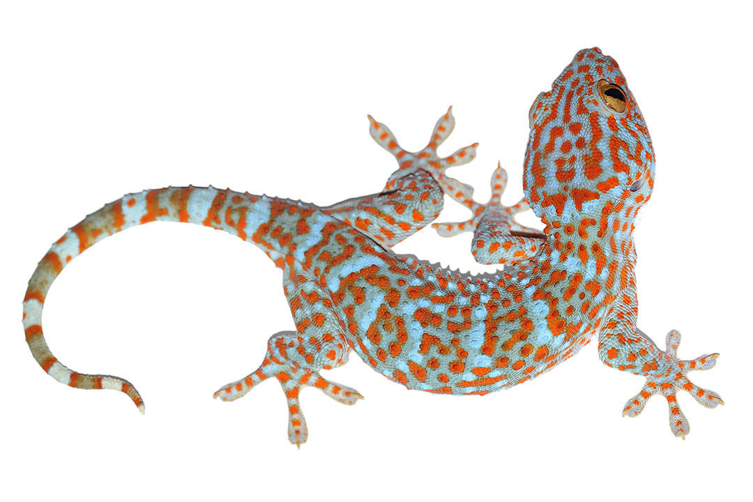 Tokay gecko ( Gekko gecko ) active and passive toe pad drying patterns.