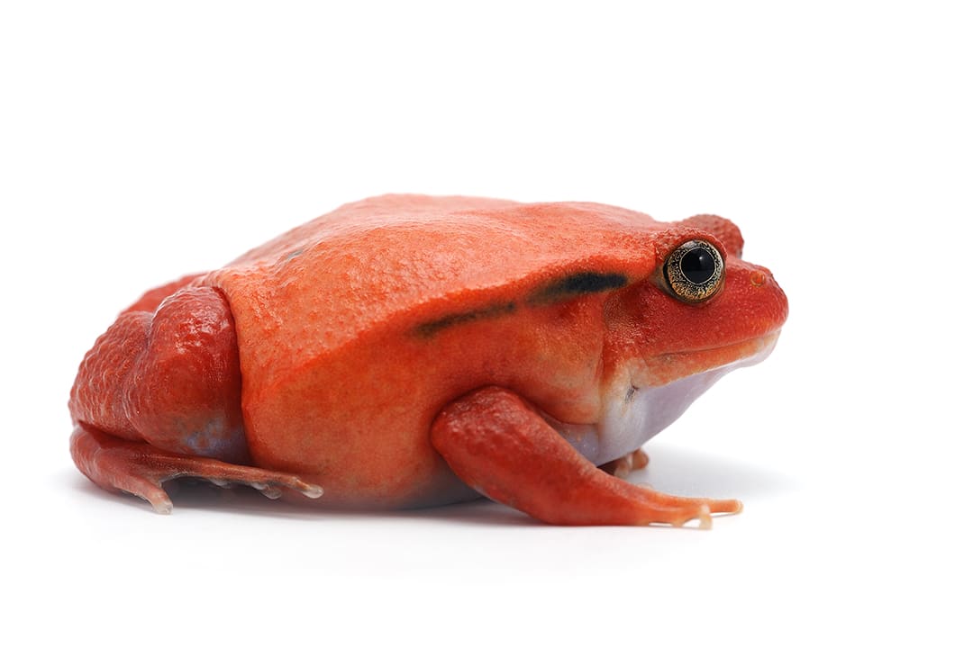 Captive male frog coughs up babies