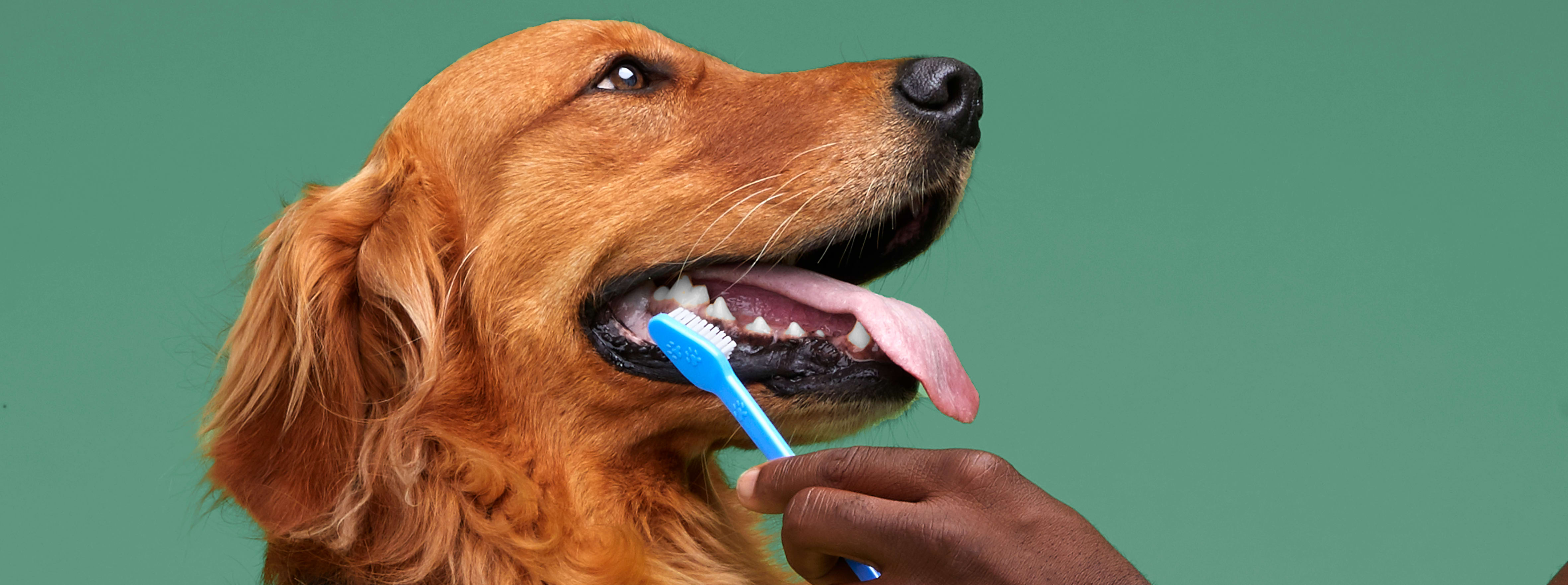 Đánh răng cho chó